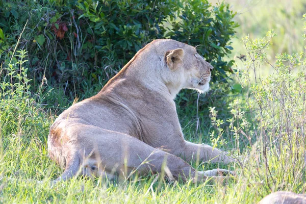 Een leeuwin heeft zich comfortabel gemaakt in het gras en is voormalige — Stockfoto