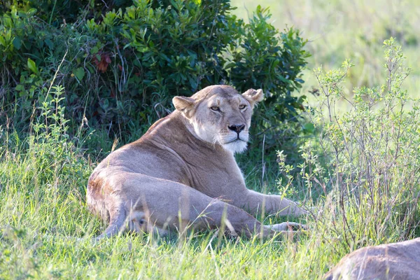 Een leeuwin heeft zich comfortabel gemaakt in het gras en is voormalige — Stockfoto