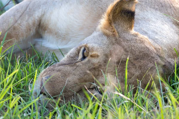 풀밭에서 쉬려는 사자의 클로즈업 — 스톡 사진