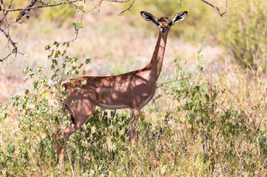 Savanadaki bitkiler arasında bir gerenuk
