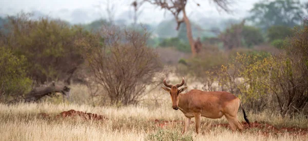 Um antílope na paisagem de grama de uma savana — Fotografia de Stock