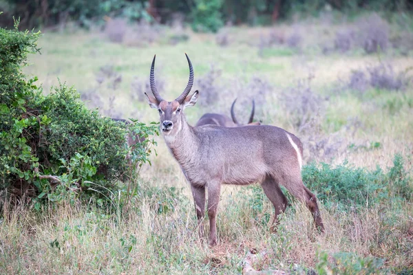 Un bouc d'eau se tient dans la savane en vous regardant — Photo