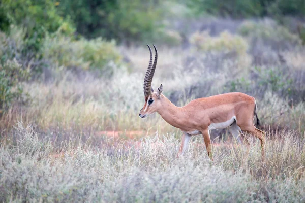 Grant Gazelle brucia nella vastità della savana keniota — Foto Stock