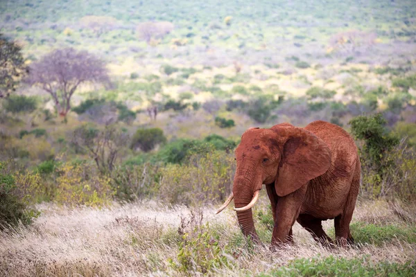 赤い象がヤシの木々の間を歩く — ストック写真