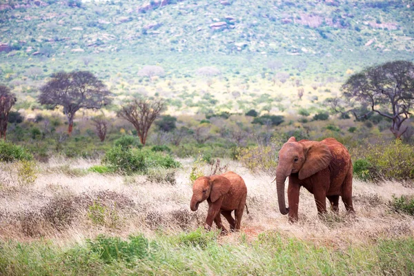 Семья красных слонов в пути по саванне — стоковое фото