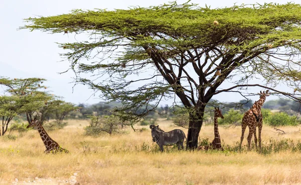 Żyrafy i Zebra sosu pod koroną zacienionym drzewie — Zdjęcie stockowe
