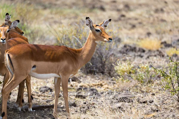 Grant Gazelle skruvar i den väldiga av den kenyanska savannen — Stockfoto
