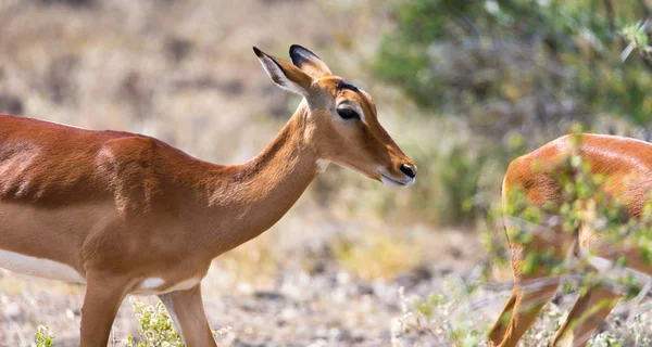 Grant Gazelle skruvar i den väldiga av den kenyanska savannen — Stockfoto