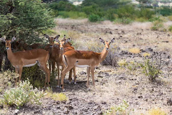 Grant Gazelle roza en la inmensidad de la sabana keniata —  Fotos de Stock