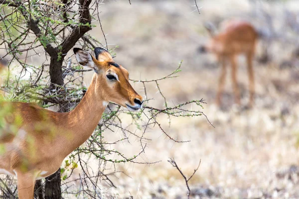 Grant Gazelle skruvar i den väldiga av den kenyanska savannen — Stockfoto