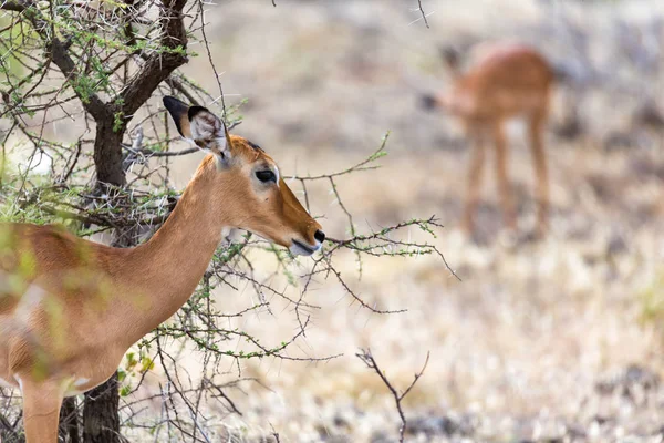 Grant Gazelle pastoreia na vastidão da savana queniana — Fotografia de Stock