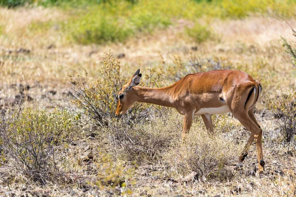 Grant Gazelle broute dans l'immensité de la savane kenyane — Photo