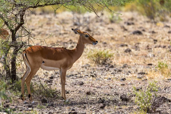 Grant Gazelle broute dans l'immensité de la savane kenyane — Photo