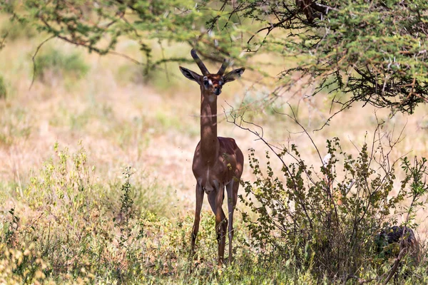 Savanadaki bitkiler arasında bir gerenuk — Stok fotoğraf