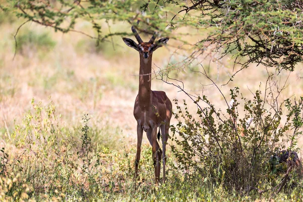 Um gerenuk entre as plantas na savana — Fotografia de Stock