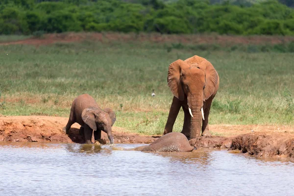 Una familia de elefantes rojos en un agujero de agua en medio de la s —  Fotos de Stock