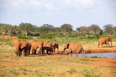 S ortasında bir su deliğinde kırmızı filler bir aile