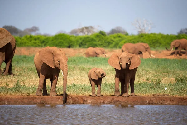 Una familia de elefantes rojos en un agujero de agua en medio de la s —  Fotos de Stock