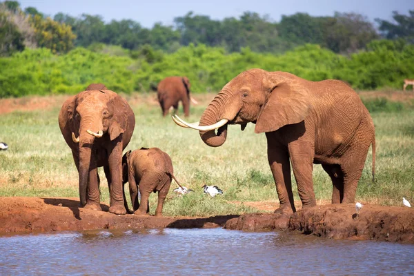 Een familie van rode olifanten bij een watergat in het midden van de s — Stockfoto