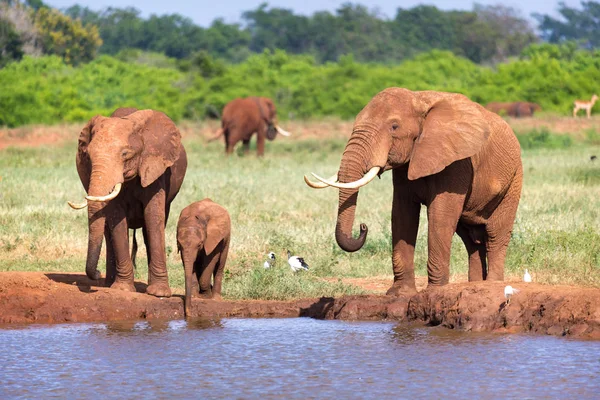 Una familia de elefantes rojos en un agujero de agua en medio de la s —  Fotos de Stock