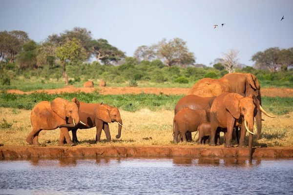 Rodzina czerwonych słoni w otworze wodnym w połowie s — Zdjęcie stockowe