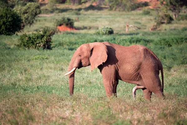 Een grote rode olifant loopt door de savanne tussen vele planten — Stockfoto