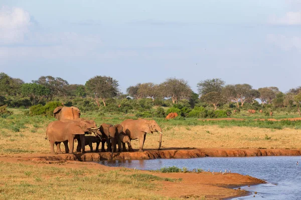 Μια οικογένεια κόκκινων ελεφάντων σε μια νερότρυπα στη μέση του — Φωτογραφία Αρχείου