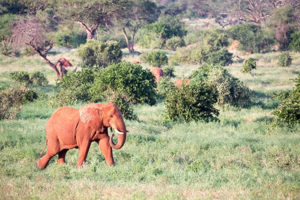 大きな赤い象は、多くの植物の間のサバンナを歩きます — ストック写真