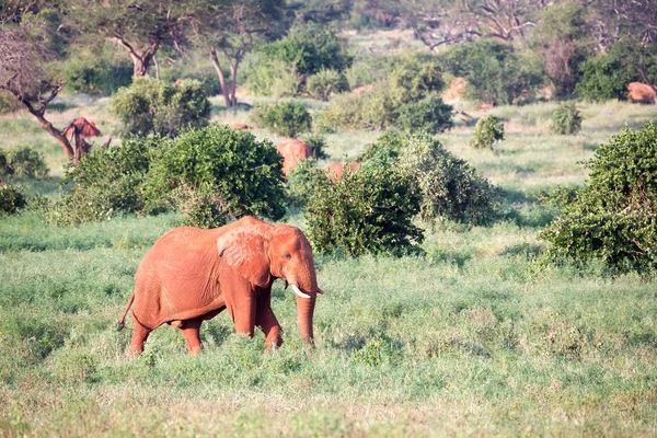 Un gran elefante rojo camina por la sabana entre muchas plantas — Foto de Stock