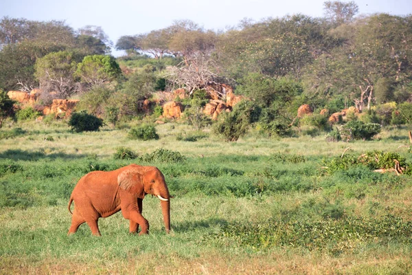 大きな赤い象は、多くの植物の間のサバンナを歩きます — ストック写真