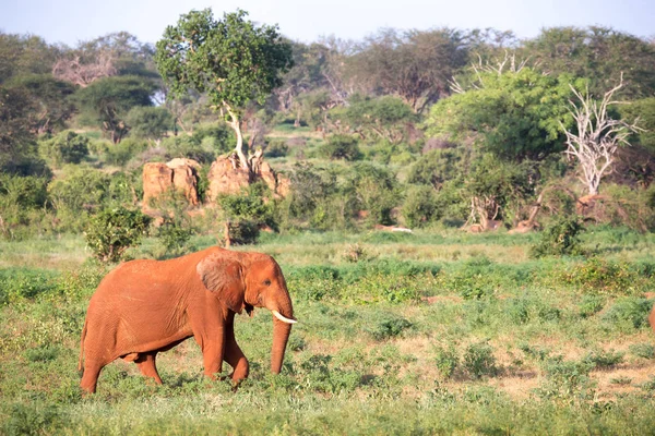 Ein großer roter Elefant wandert durch die Savanne zwischen vielen Pflanzen — Stockfoto