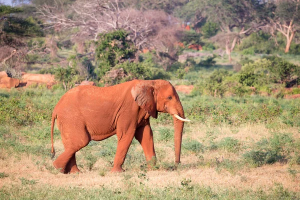 Большой красный слон проходит через саванну между многими растениями — стоковое фото