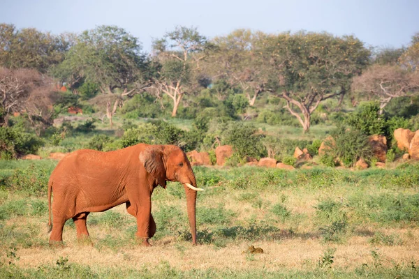 大きな赤い象は、多くの植物の間のサバンナを歩きます — ストック写真