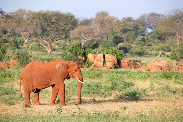 Большой красный слон проходит через саванну между многими растениями — стоковое фото