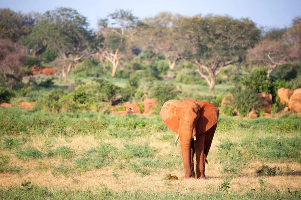 大きな赤い象は、多くの植物の間のサバンナを歩きます — ストック写真