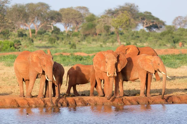 Μια οικογένεια κόκκινων ελεφάντων σε μια νερότρυπα στη μέση του — Φωτογραφία Αρχείου