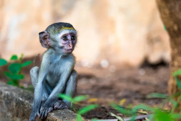 A little funny monkey is playing on the floor or on the tree