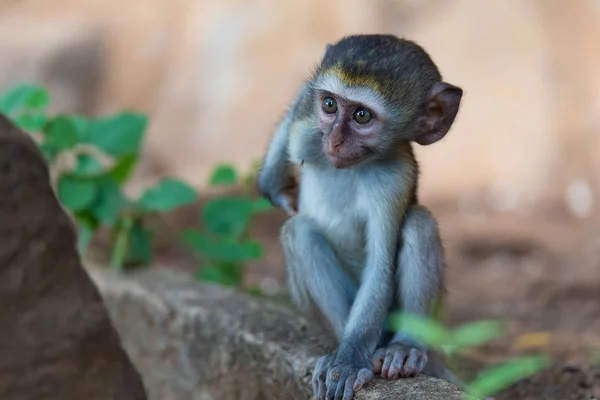 Un pequeño mono divertido está jugando en el suelo o en el árbol — Foto de Stock