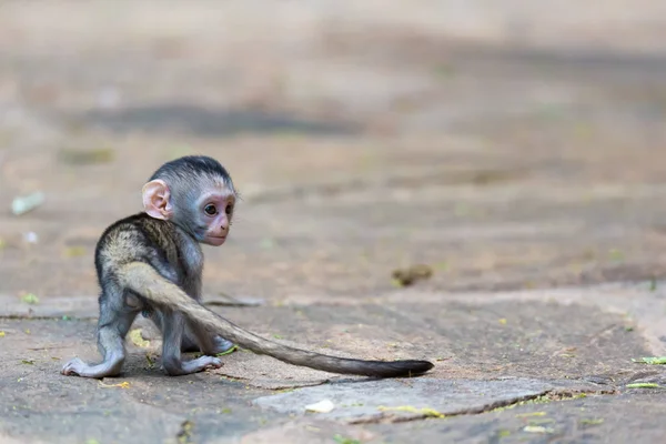 Маленькая забавная обезьянка играет на полу или на дереве — стоковое фото