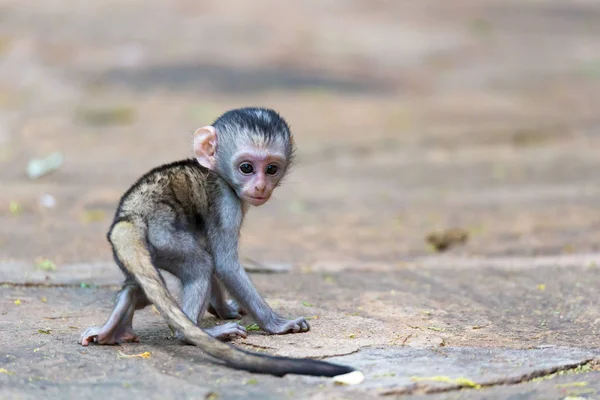 Um macaquinho engraçado está brincando no chão ou na árvore — Fotografia de Stock