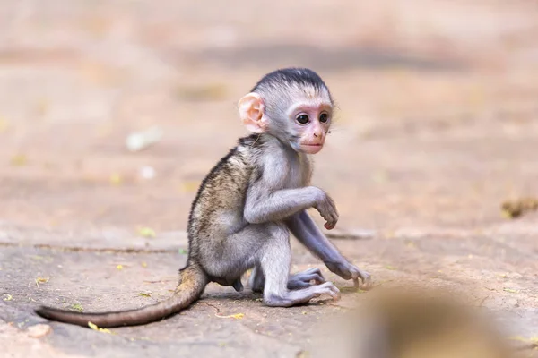 Ein kleiner lustiger Affe spielt auf dem Boden oder auf dem Baum — Stockfoto