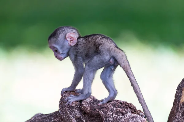 Um macaquinho engraçado está brincando no chão ou na árvore — Fotografia de Stock