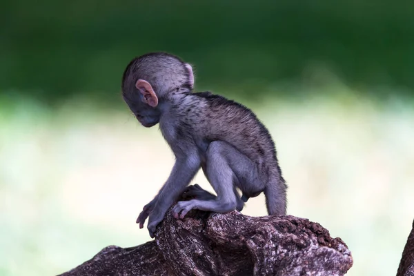 Un pequeño mono divertido está jugando en el suelo o en el árbol — Foto de Stock