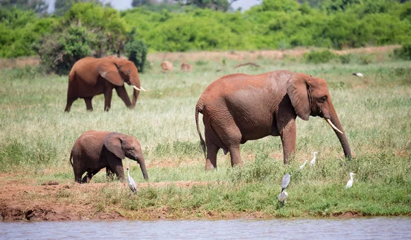 Een familie van rode olifanten bij een watergat in het midden van de s — Stockfoto