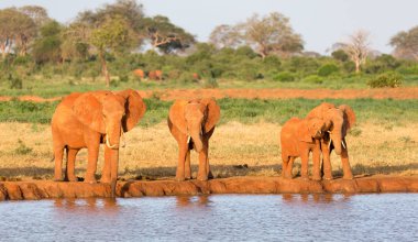 S ortasında bir su deliğinde kırmızı filler bir aile