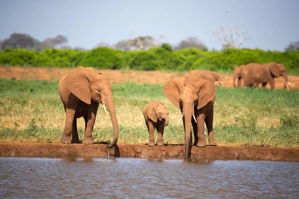 Rodzina czerwonych słoni w otworze wodnym w połowie s — Zdjęcie stockowe
