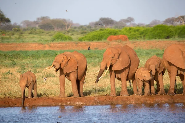 Una familia de elefantes rojos en un agujero de agua en medio de la s —  Fotos de Stock