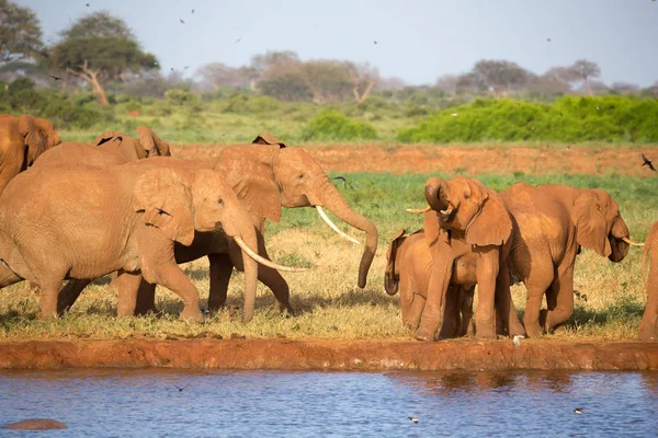 Una familia de elefantes rojos en un agujero de agua en medio de la s —  Fotos de Stock