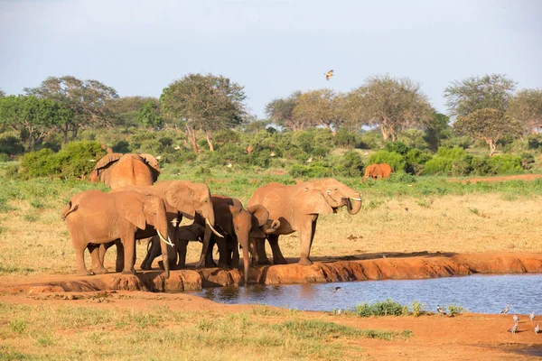 Una familia de elefantes rojos en un agujero de agua en medio de la s —  Fotos de Stock