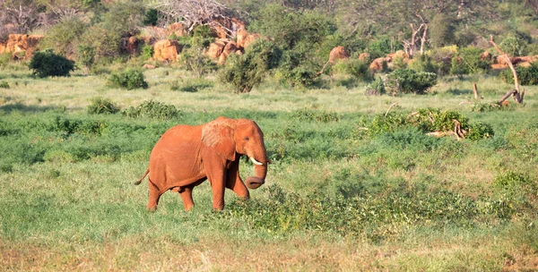 Büyük kırmızı bir fil birçok bitki arasında savana içinde yürür — Stok fotoğraf